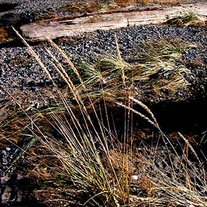 beach grass and gravel, Indian Island Park, Jefferson County, Washington