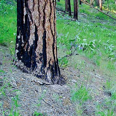 fire scar on ponderosa pine tree, Jack Creek, Okanogan County, Washington