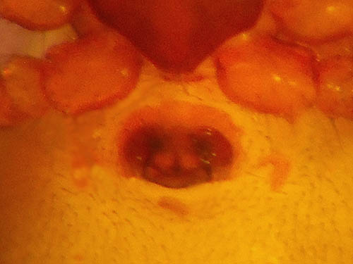 epigynum of female microspider Walckenaeria cornuella from Jack Pass, Snohomish County, Washington