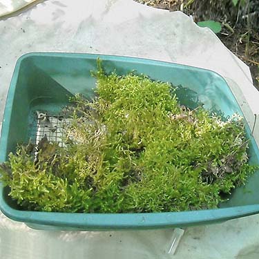 sifter with moss in river valley north of Jack Pass, Snohomish County, Washington