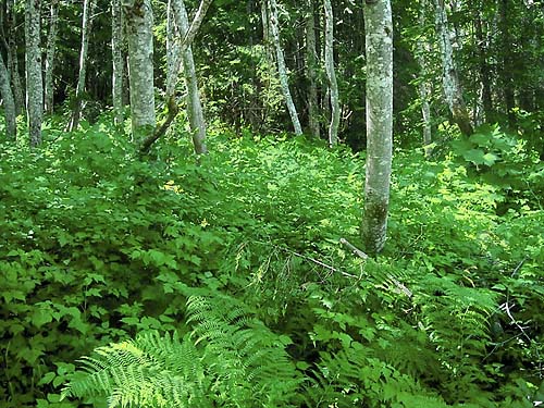 tall understory of alder grove at Jack Pass, Snohomish County, Washington