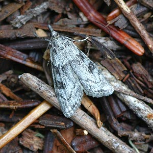 pyralid Pyralidae moth, Scoparia sp., Johnson Ridge, Snohomish County, Washington