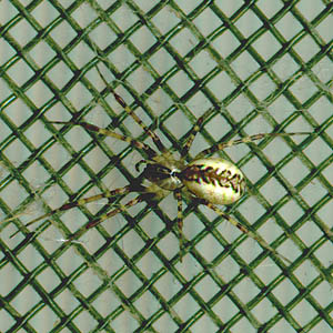 spider Linyphiidae Pityohyphantes alticeps from Johnson Ridge, Snohomish County, Washington