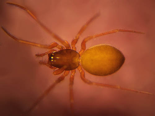 microspider Linyphiidae Spirembolus demonologicus, St. Joseph Mission Park, Yakima County, Washington