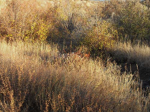shrub habitat in dry gully, Winchester Road SW of Yakima, WA