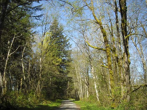 road to Kanaskat Natural Area, King County, Washington