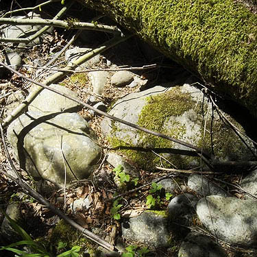 stones along Green River, Kanaskat Natural Area, King County, Washington