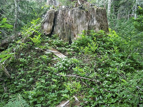 stump with dead wood habitat, St. Louis Mine, Deer Creek, Snohomish County, Washington