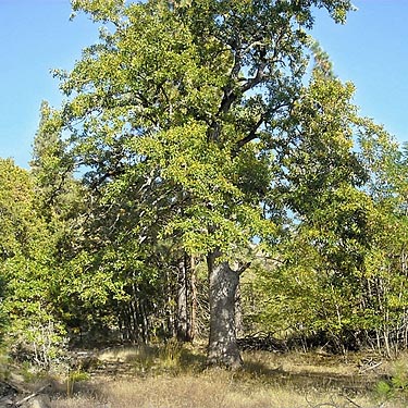 large oak tree Quercus garryana, Klickitat (River) Trail near Pitt, Klickitat County, Washington