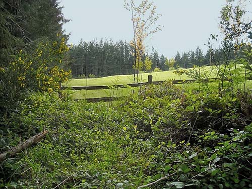 edge of lawn and forest, Jean Knapp property, Whidbey Island, Washington