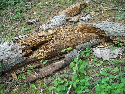 rotting log with loose bark, Jean Knapp property, Whidbey Island, Washington