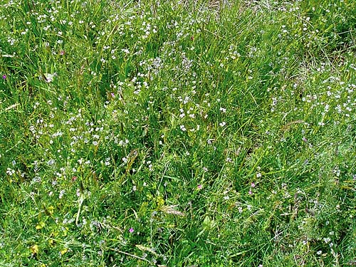 meadowy part of grass field, Jean Knapp property, Whidbey Island, Washington