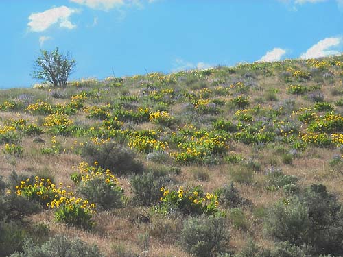 hillside with many Balsamorhiza, mouth of Lady Bug Canyon, Yakima County, Washington