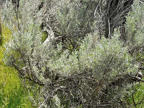 sagebrush Artemisia tridentata, mouth of Lady Bug Canyon, Yakima County, Washington