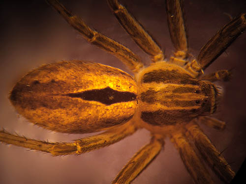 crab spider Thanatus coloradensis from mouth of Lady Bug Canyon, Yakima County, Washington