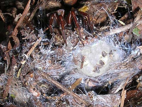 spider Callobius nevadensis with egg sac in pine cone, Wish-Poosh Campground, Kittitas County, Washington