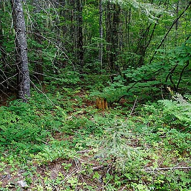 forest understory, S of Little Salmon La Sac Creek, Kittitas County, Washington