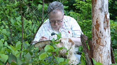 Collecting spiders in salal, Lilliwaup, Washington