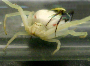 flower crab spider Misumena vatia, mating pair