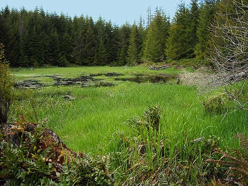 meadowlike west end of marsh near Little Nisqually River mouth, Thurston County, Washington
