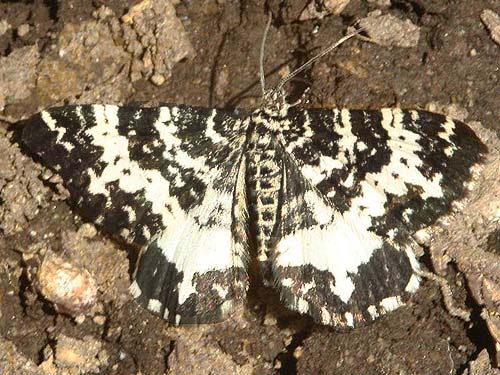 geometrid moth Rheumaptera hastata, Lonesome Lake, Pierce County, Washington