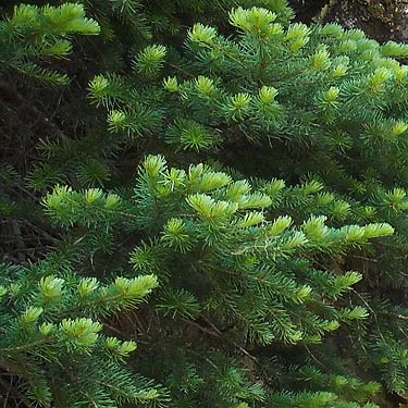 true fir foliage Abies sp., Lonesome Lake, Pierce County, Washington