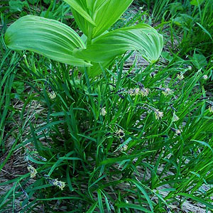 Veratrum and Carex, summit meadow, Lookout Mountain, Whatcom County, Washington