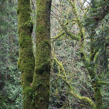 big Bigleaf Maples Acer macrophyllum in ravine, McCormick Forest Park, Pierce County, Washington