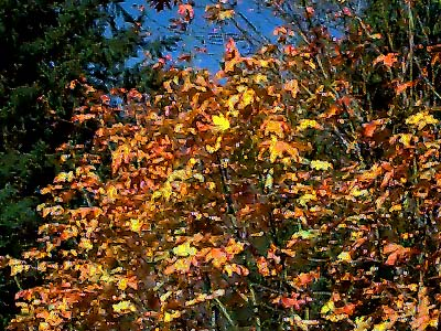 fall colored bigleaf maple Acer macrophyllum, Centralia Canal, McKenna, Washington