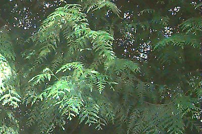 Western red cedar, Thuja plicata, in greenbelt near Kent, Washington