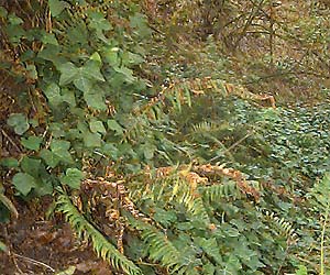 English ivy, Hedera helix, invading greenbelt near Kent, Washington