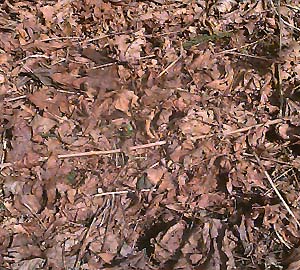 Maple-alder leaf litter in greenbelt near Kent, Washington