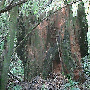 Charred stump in greenbelt near Kent, Washington