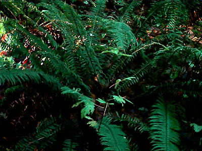 sword fern Polystichum munitum, forest understory east of Mission Beach, Washington