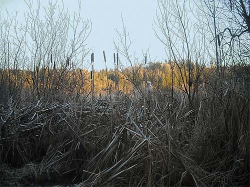 marsh at dusk, Morse Wildlife Preserve, Graham, Washington