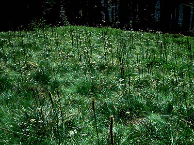 beargrass Xerophyllum tenax in summit meadow, Little Deer Creek Mountain, Cedar River Watershed, Washington