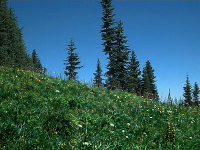 summit meadow, Little Deer Creek Mountain, Cedar River Watershed, Washington