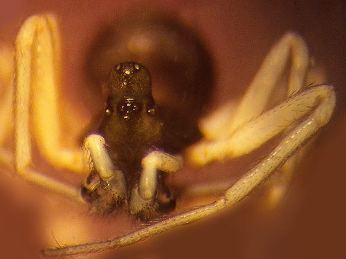 male linyphiid spider Entelecara acuminata from Mud Lake, Clear Lake (town), Skagit County, Washington