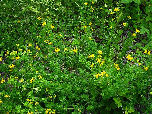 Goldenpea Thermopsis rhombifolia on roadside bank, Norpoint Park, Pierce County, Washington
