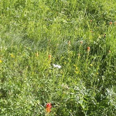 herbaceous part of meadow on Old Blewett Highway, Kittitas County, Washington