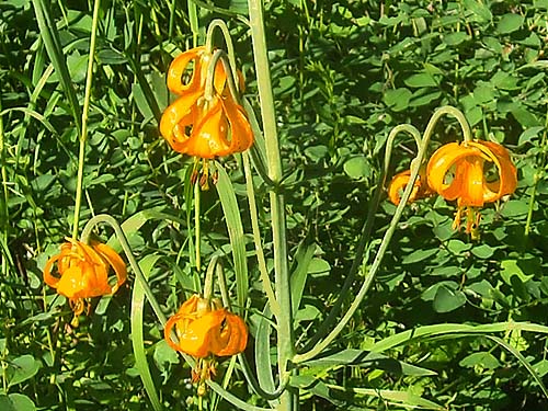 Columbia tiger lily