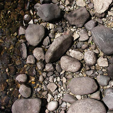 shoreline cobbles, Columbia River, Orondo, Washington