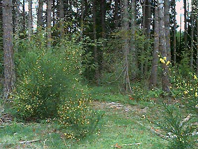 Trail to pond, Horse Haven Creek, Pierce County, Washington; Scots broom, Cytisus scoparius