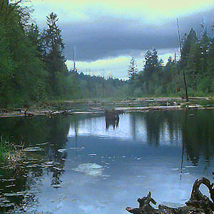 pond on Horse Haven Creek, Pierce County, Washington