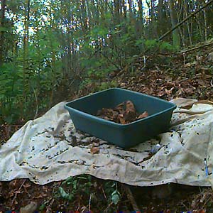 sifting maple-alder litter at Horse Haven Creek, Pierce County, Washington