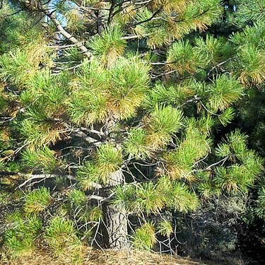 young Ponderosa pine foliage, Outlet Creek Campground near Glenwood, Klickitat County, Washington