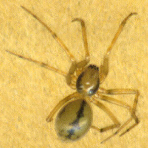 Linyphantes anacortes, linyphiid spider, female, Southwest County Park, Snohomish County, Washington