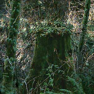 stump with salal, Perrinville Creek ravine, Southwest County Park, Snohomish County, Washington