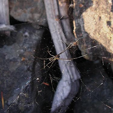 Neriene radiata filmy done spider Linyphiidae, lower Pine Canyon, Douglas County, Washington
