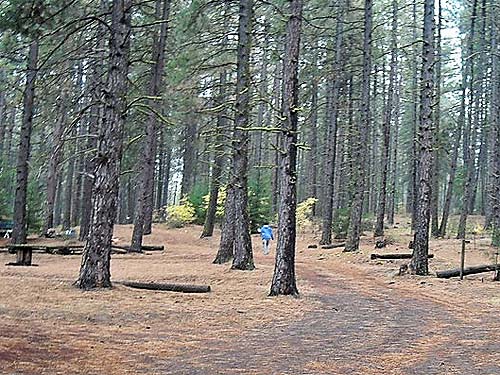 Laurel Ramseyer searches for pine cones, Pine Springs Resort, Klickitat County, Washington